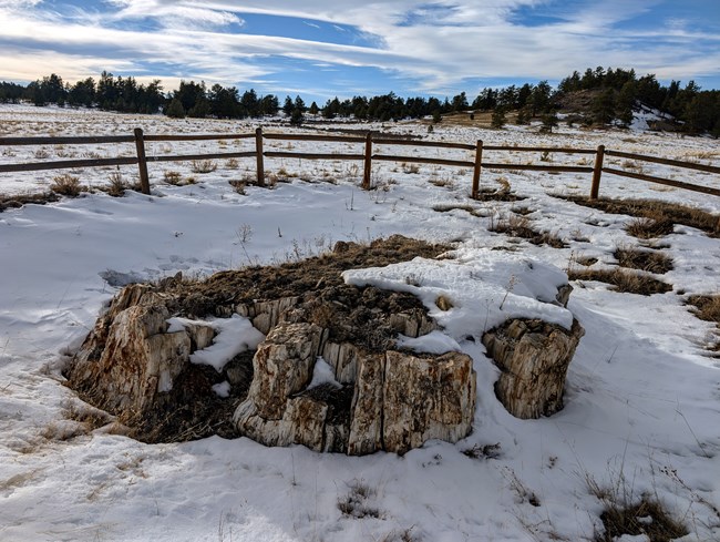 A fossilized tree stump is covered in snow, surrounded by a wooden fence.