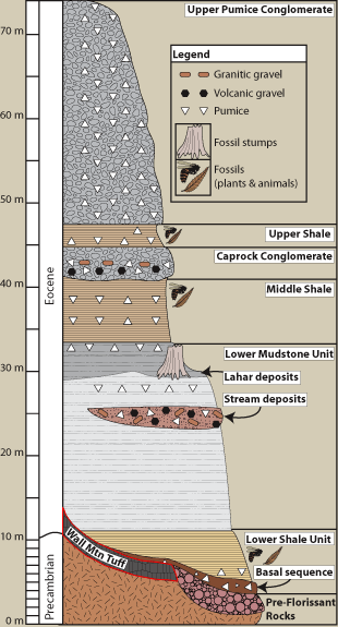 Stratigraphy of the Florissant Formation