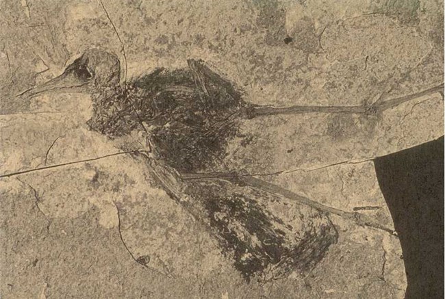 Fossil of a bird