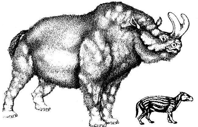 Brontothere and Oreodont