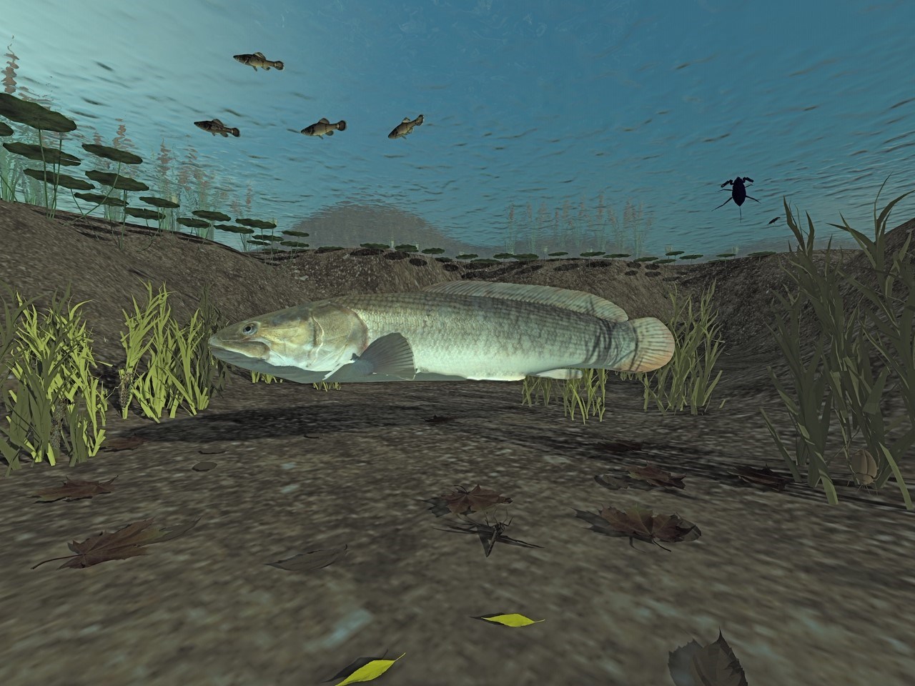 Underwater perspective of the lake looking up to the surface. A large bowfin fish is underwater along with other water plants and smaller fish.