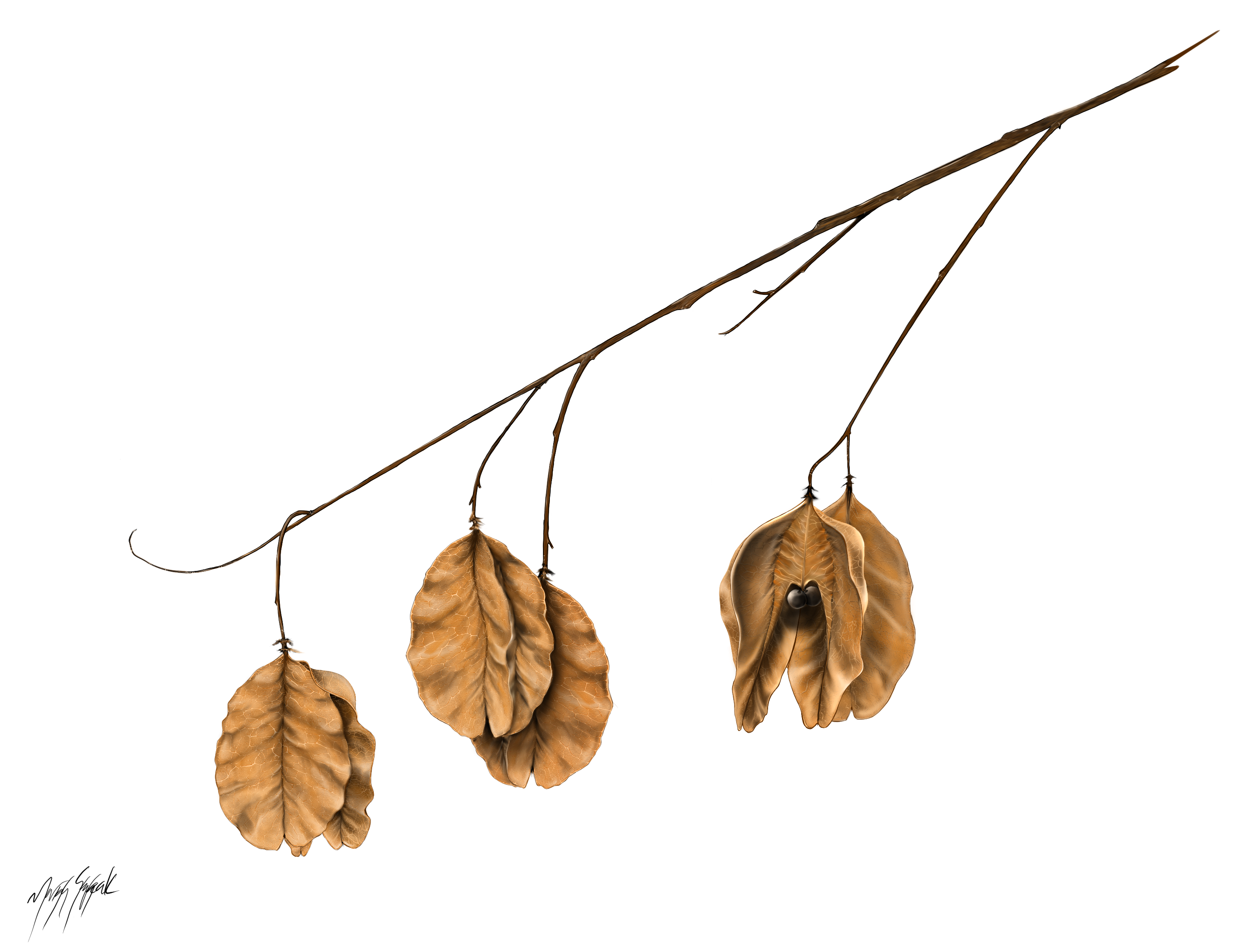 A branch with five light brown ovular seed pods hanging down.