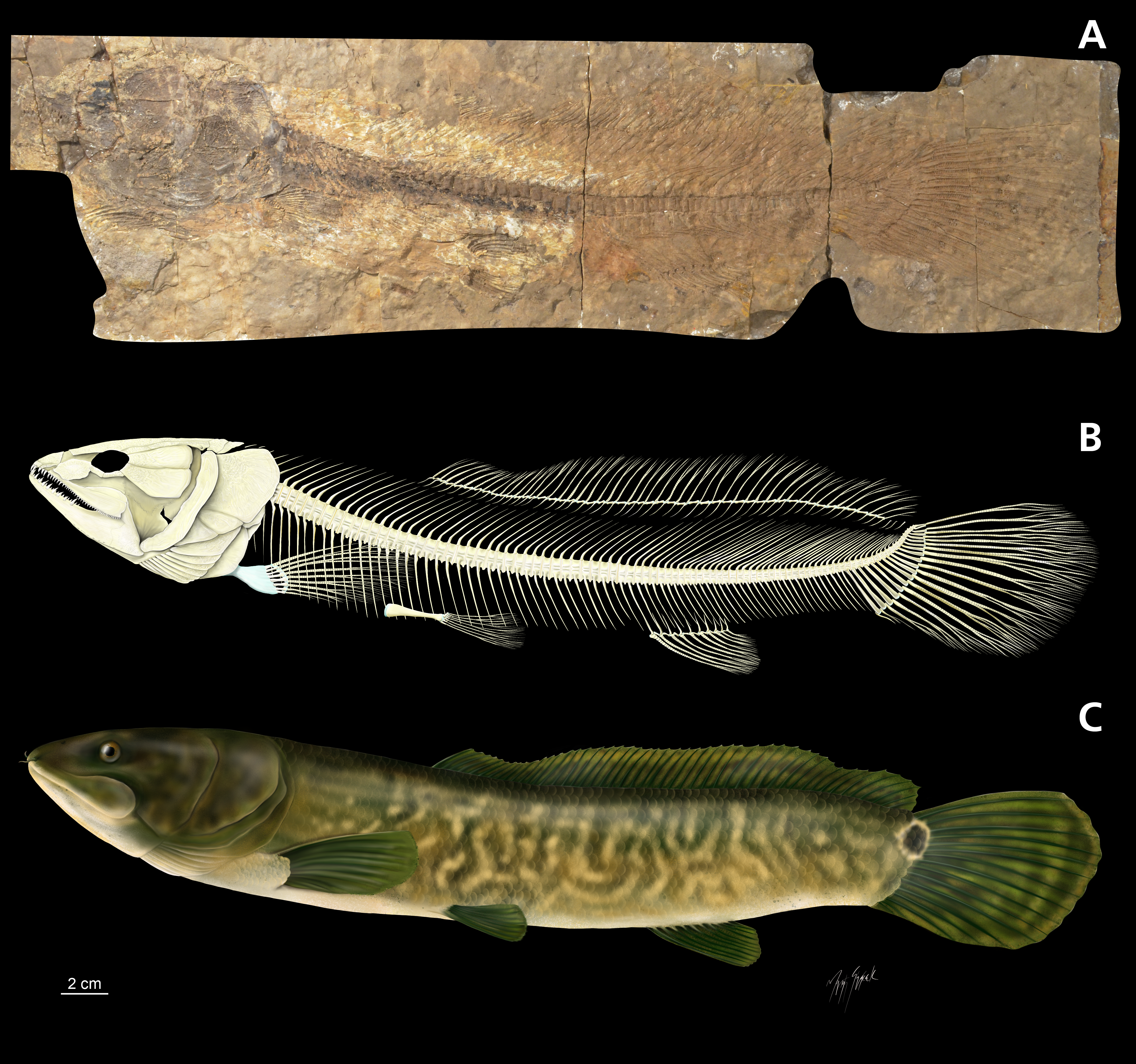 Three images of a fossil bowfin, top is fossil fish on grey brown shale, the middle a artist reconstruction of the skeleton, the bottom an artist reconstruction of the living fish with green and brown scales.