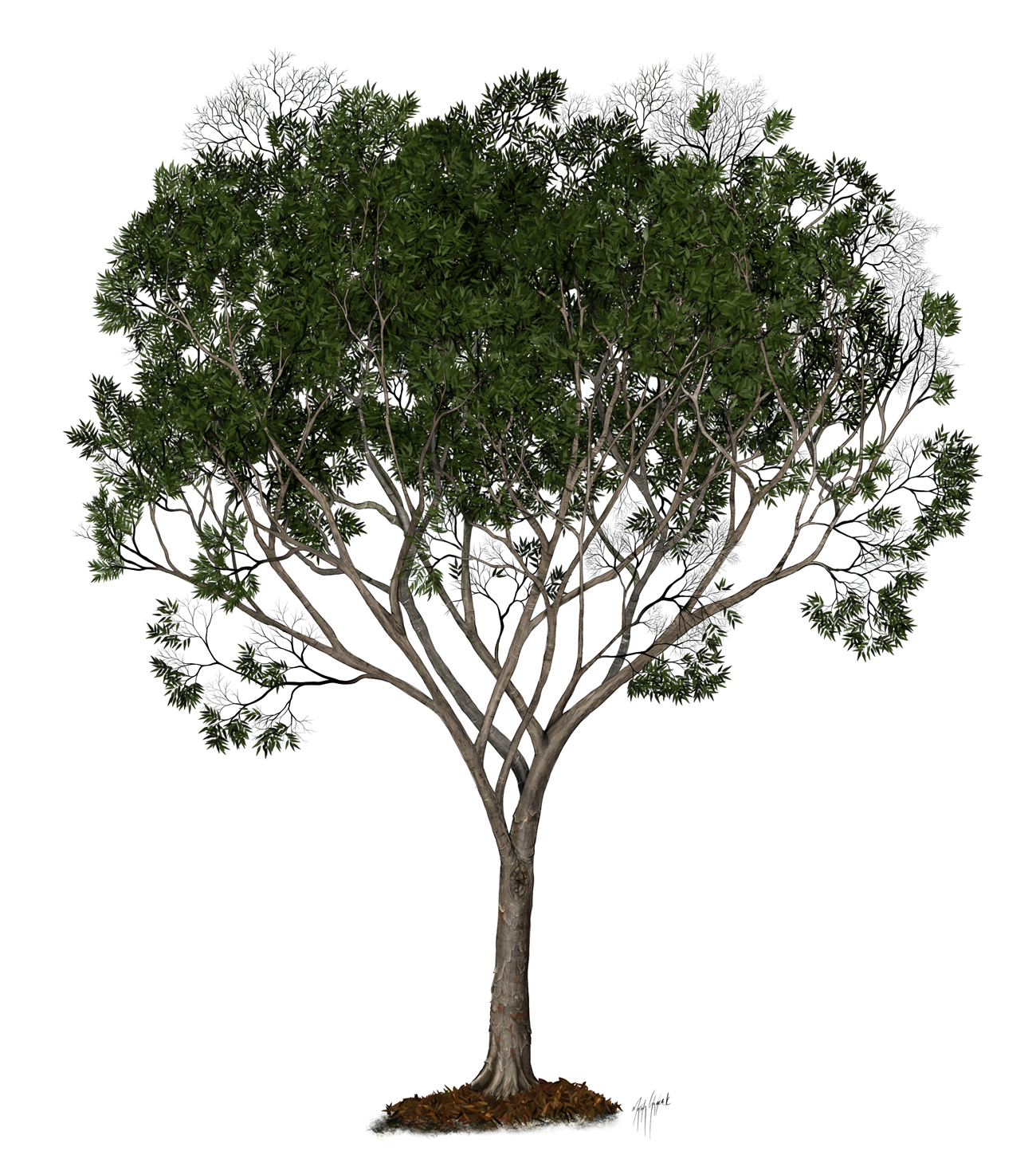 A tree with a mix of dead branches and leaves.