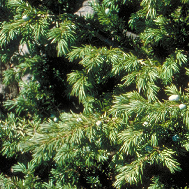 A close up of a common juniper and it's needles.  It is a thick shrubby plant with small sharp needles.