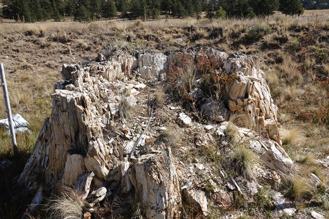 A crumbling petrified redwood stump.