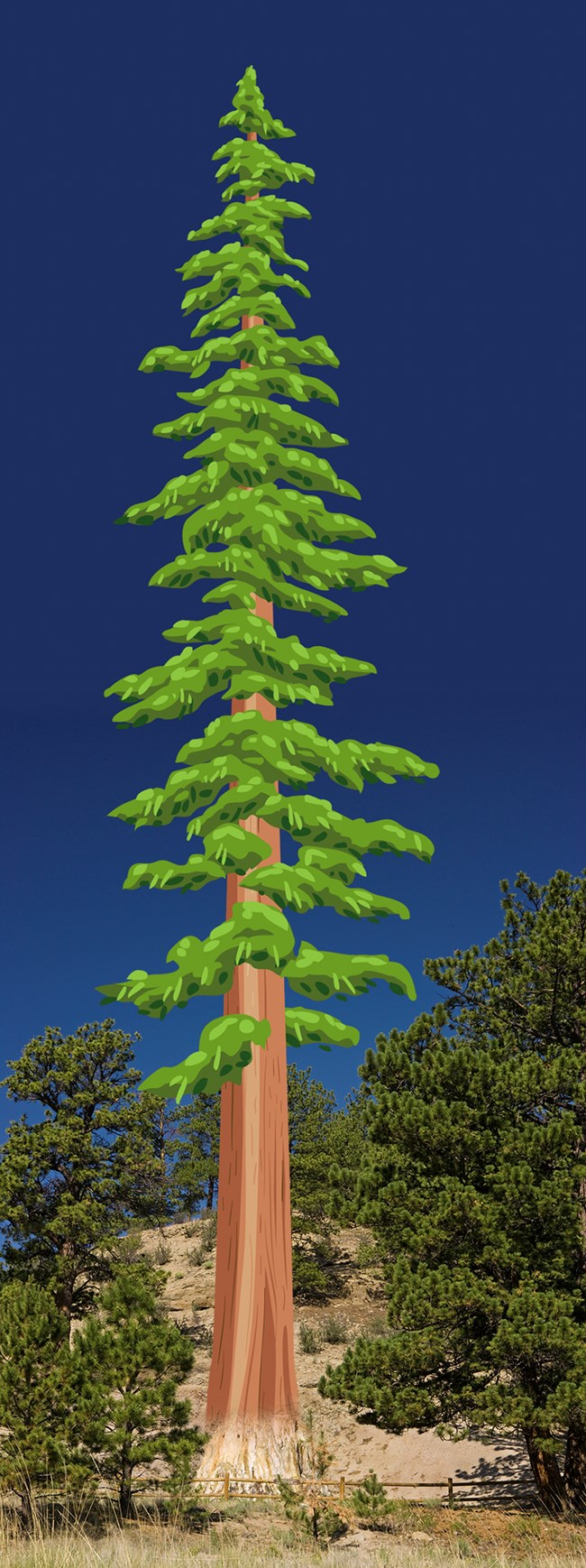 A reconstruction of how tall the big stump might have been when it was alive, a illustration of a redwood overprinting the petrified stump.