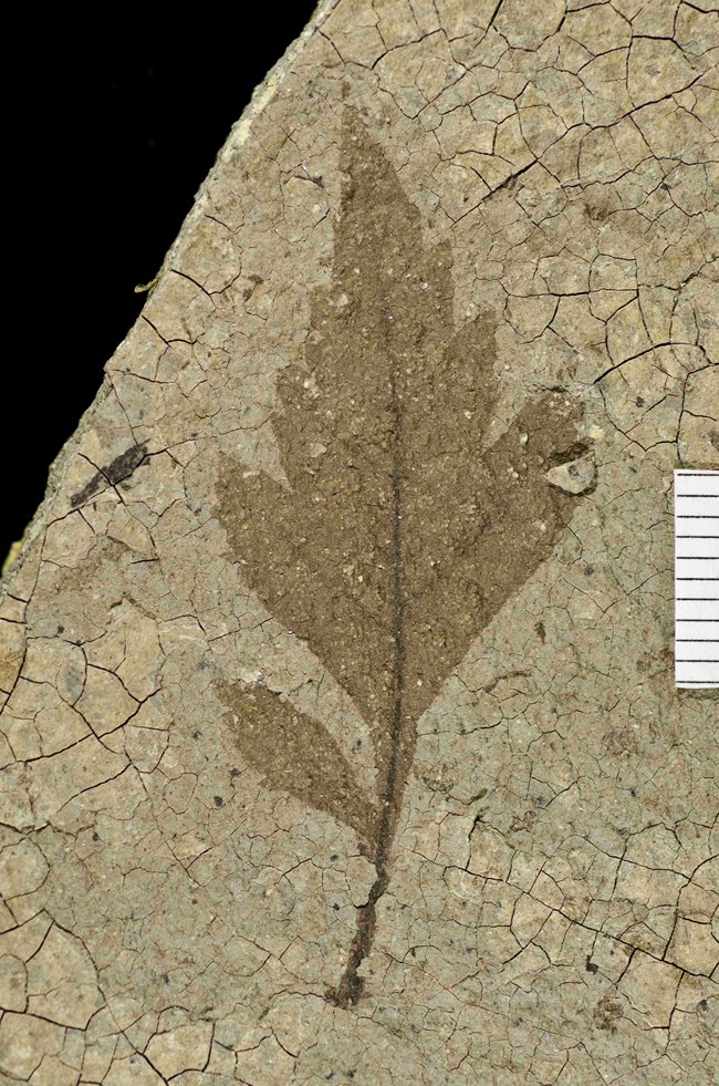 A dark leaf with serrated edges on a piece of grey shale.