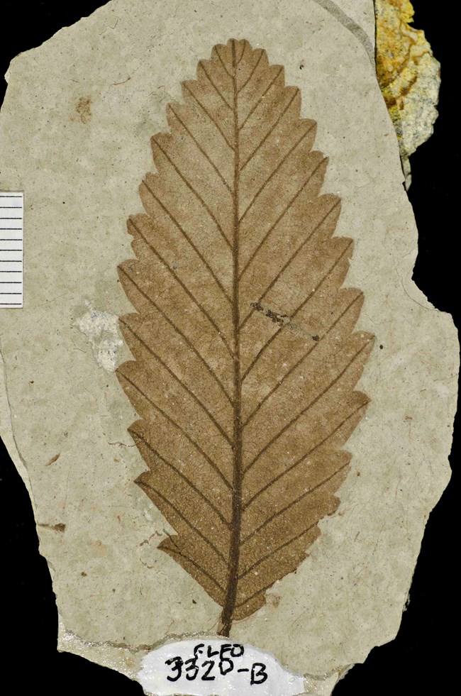 A single dark leaf with thick veins and scalloped margins on a piece of grey shale.