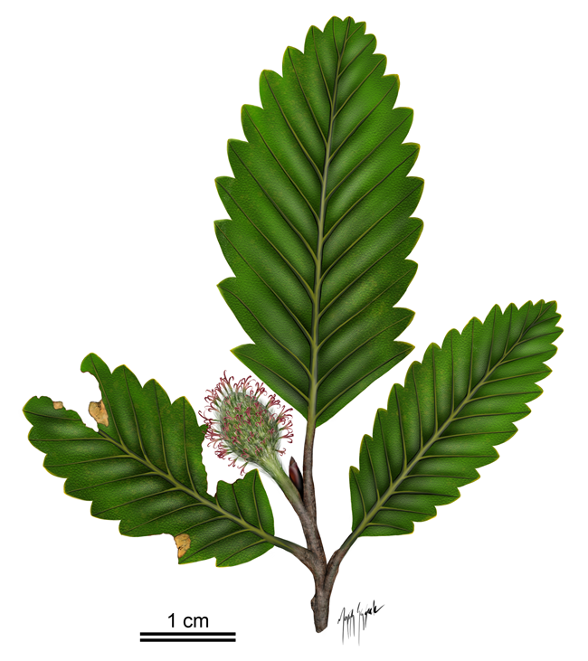 Round compound flower with three leaves on a short branch.