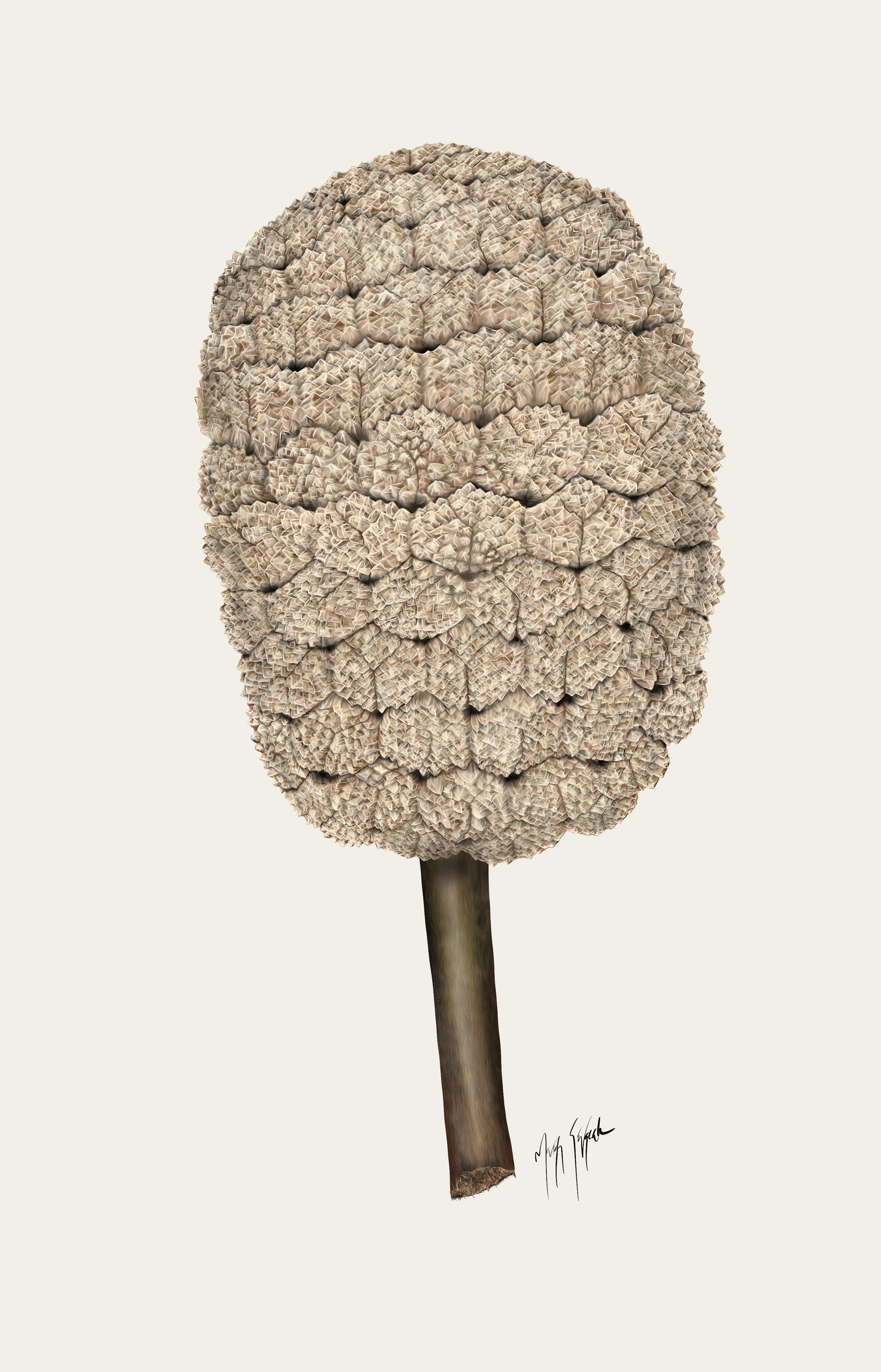 A gif timelaps of fagopsis fruit losing it's wedges until it is an empty peduncle.