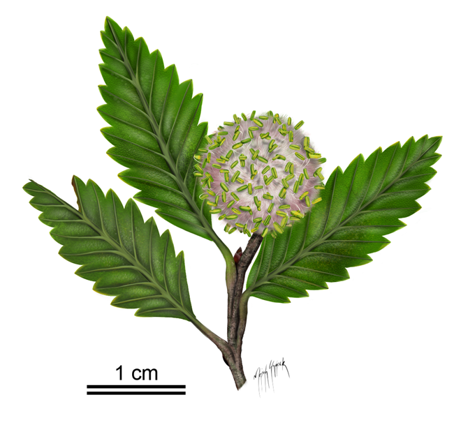 Large round catkin on a branch with three leaves.