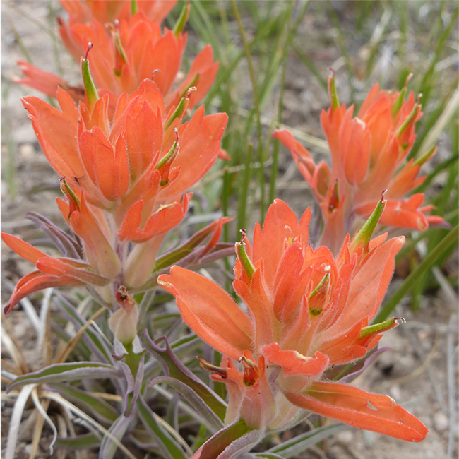 Close up of bright red paintbrush-shaped flowers.