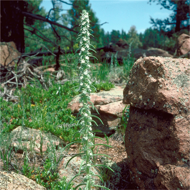 A tall narrow flower stem with numerous small white flowers and long thin leaves sticking off around it.