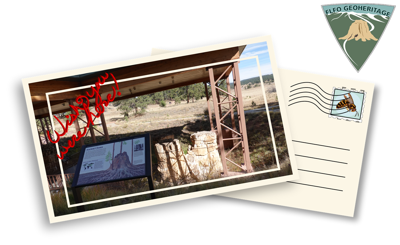 Illustration of a post card with a photo of a petrified redwood trio at the bottom of a hill and a wayside sign in the left foreground. The words "wish you were here" are written in red on the top left corner.