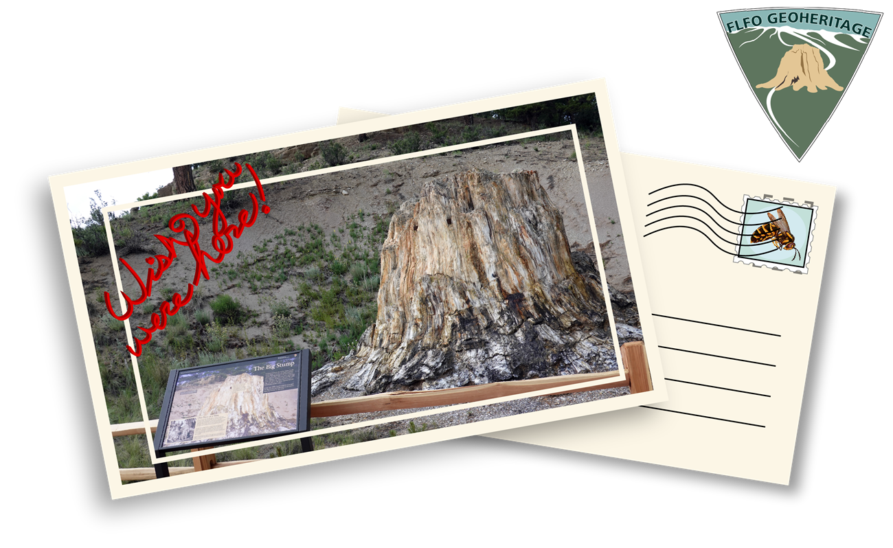 An image of a postcard with a wayside in the foreground before a large petrified redwood stump.