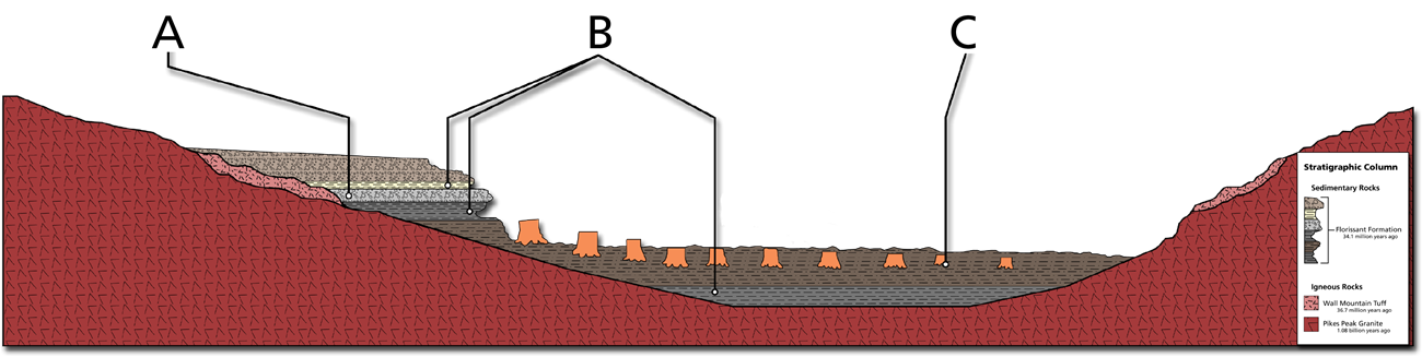 A schematic of the rocks in the Florissant Valley with emphasis on the Florissant formation. The caprock conglomerate is labeled A, the lower and middle shale is labeled B, and the lower mudstone is labeled C.