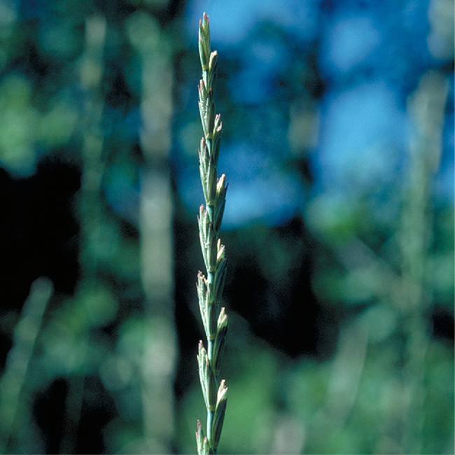 A single head of grass showing individual seeds.