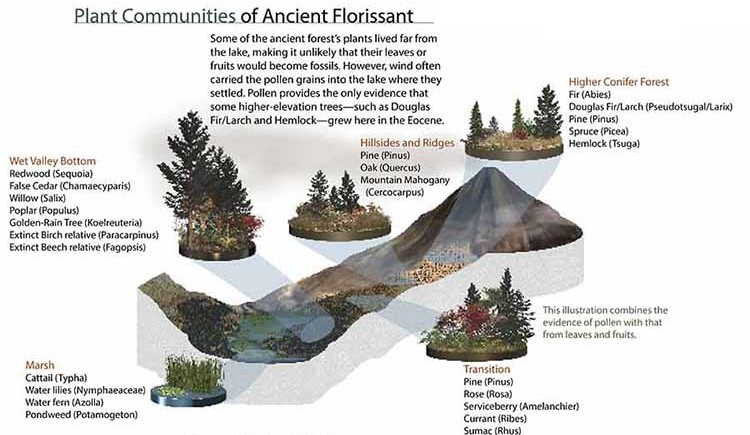 This illustration combines the evidence of pollen with that from leaves and fruits. Descriptions of communities are in the text above.