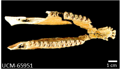 Fossil lower jaw of a mesohippus