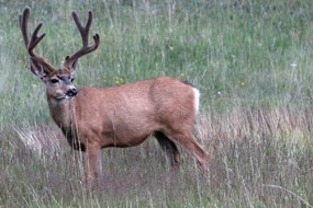 A Mule Deer in Florissant Fossil Beds NM