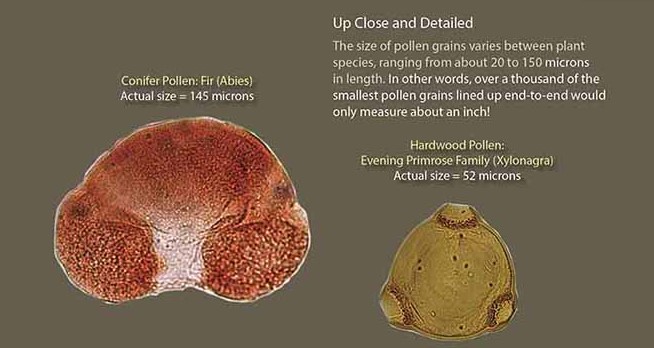 Conifer pollen and hardwood pollen sizes