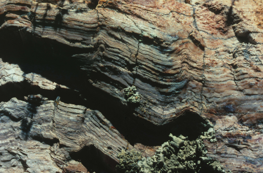 A close up of a petrified stump top showing the preserved rings as a series of wavy parallel lines.