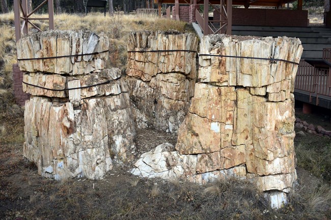 A fossilized redwood stump comprised of three trunks fused at the bottom.