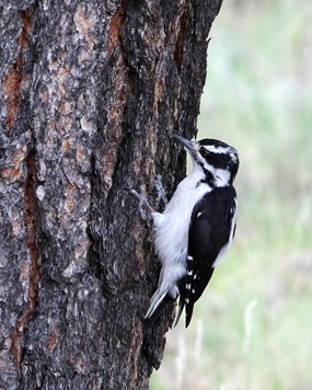 Woodpecker