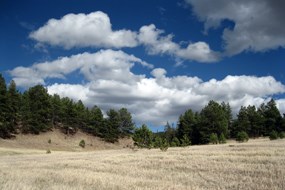 The Florissant Valley