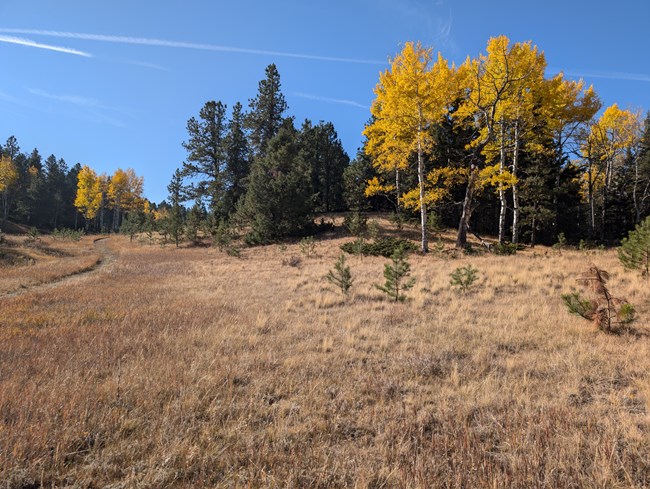 A trail climbs a grassy hill under a blue sky. Trees line the hill, some have green needles and others have bright yellow leaves.