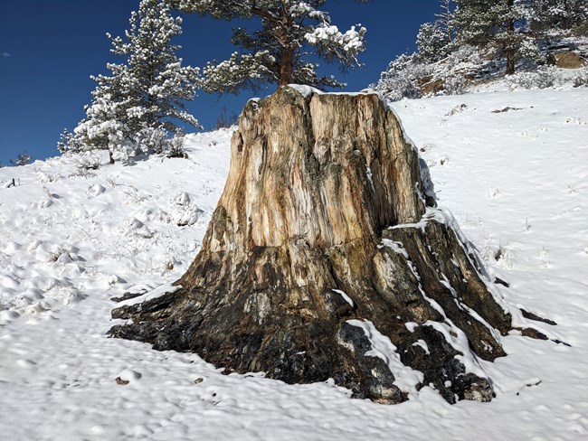 A fossilized tree stump sits on a hillside surrounded by snow.