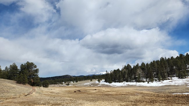 Image of a dirt trail along the left side of an open, grassy wetland surrounded by pine trees.