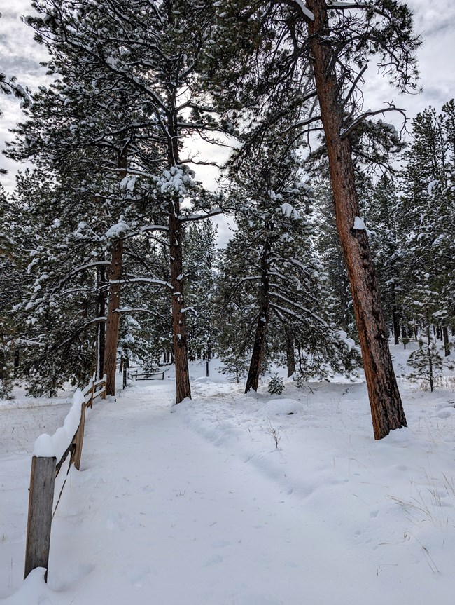 A snow covered trail follows a wooden fence up a hill through pine trees.