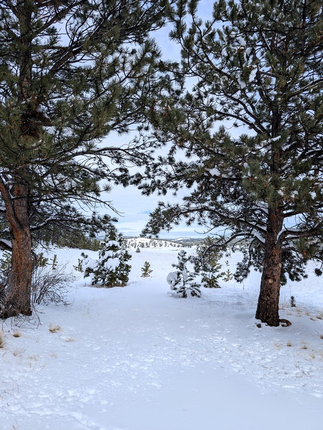 A snow-covered trail cuts between two pine trees, with a snowy valley in the background.