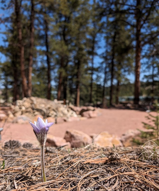 A purple flower with a green stalk grows in a bed of pine needles. A tan gravel path, a petrified tree stump, and Ponderosa Pine trees are out of focus in the background.