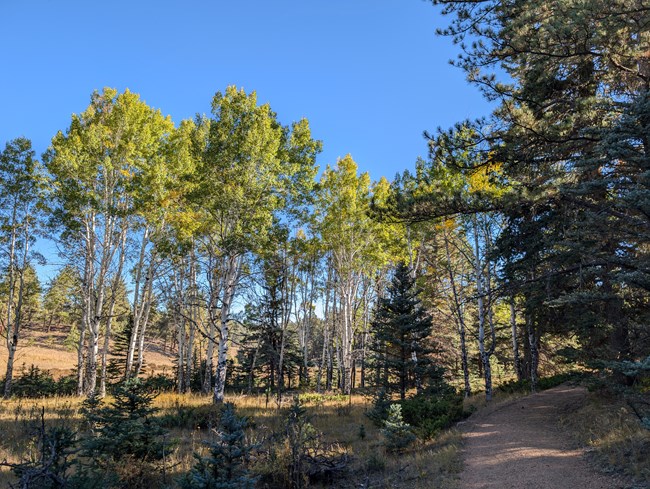 Trees with white and dark grey bark line a small meadow next to a light pink gravel path. Pine trees grow in the foreground.