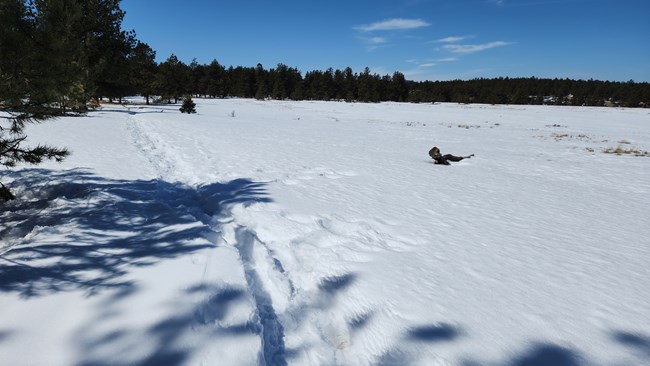 Snow-covered meadow with snow-packed trail leading to a forest in the background.