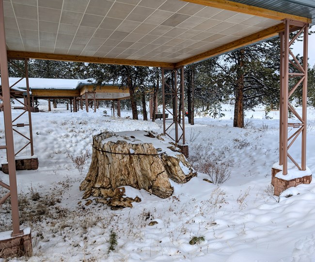 A fossilized tree stump sits under a metal shelter in the snow. A second larger metal shelter is in the background.