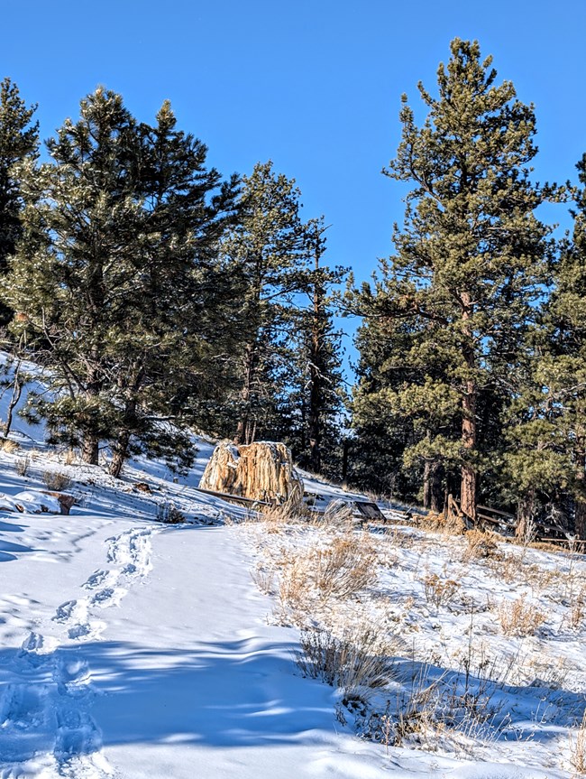 Snowshoe tracks follow a snowy trail toward a large, petrified tree stump.