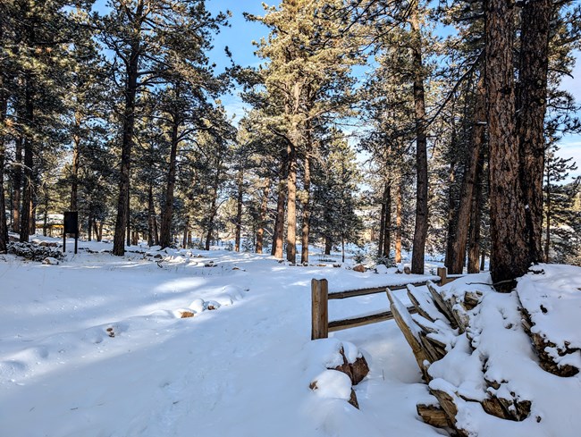 A pine tree grows out of a large, petrified tree stump. The ground is covered in snow.