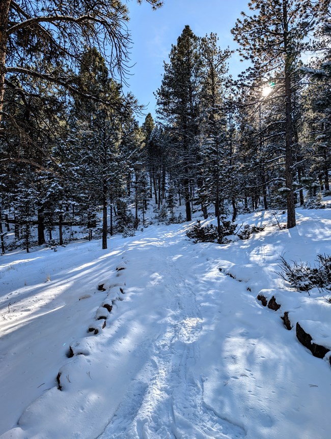 A snow covered trail leads to a hillside covered with pine trees.