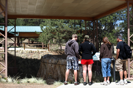 A view of a massive stump under one of the outdoor exhibit areas.