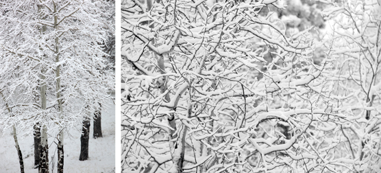 Views of Aspens in Florissant Fossil Beds during the winter.