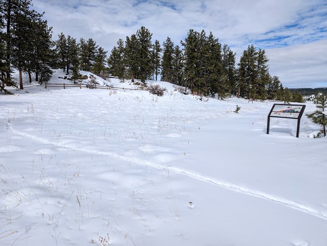 Beneath a partly cloudy sky, a snowy trail leads to a hillside covered with pine trees..