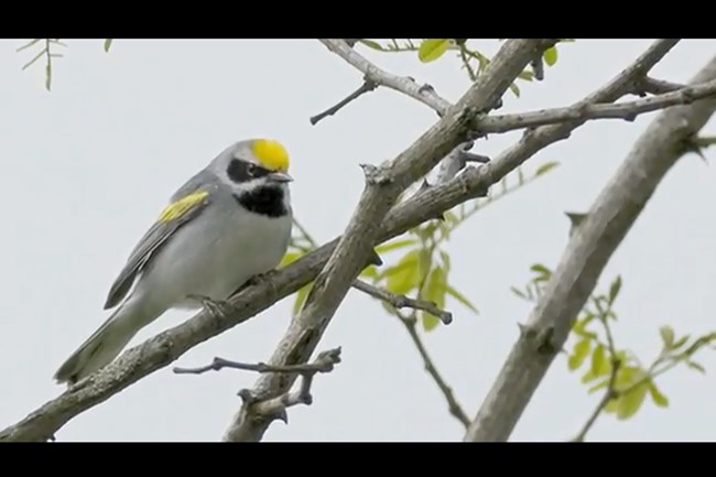 golden-winged warbler