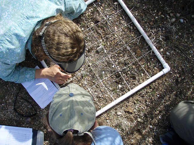 Two people crouch over a framed grid laid on the ground