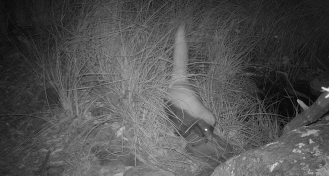 Black and white wildlife camera image of a skunk