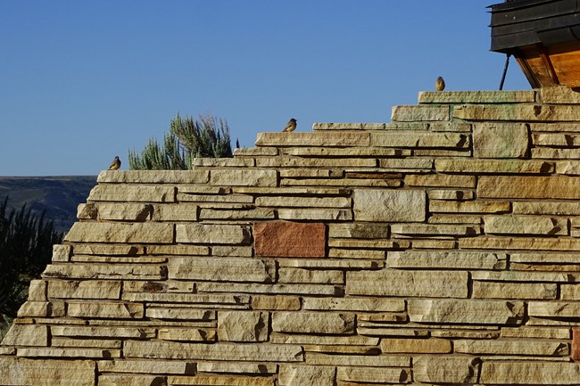 Three gray birds with brown bellies staggered up steps of a rock wall.