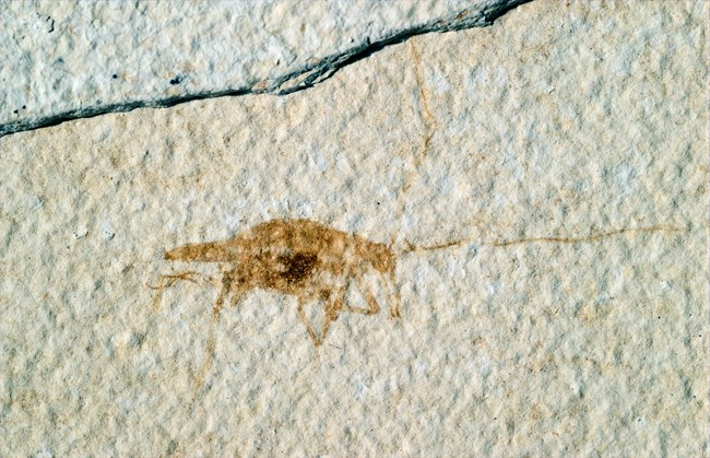 light impression of fossil cricket body with long antennae